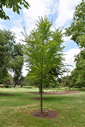 Greenstone Elm (Ulmus davidiana 'JFS KW2UD') at Stonegate Gardens