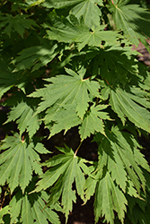 Ed Wood Fullmoon Maple (Acer japonicum 'Ed Wood #2') at Lakeshore Garden Centres