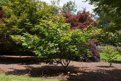 Ed Wood Fullmoon Maple (Acer japonicum 'Ed Wood #2') at A Very Successful Garden Center