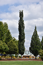 Mountain Sentinel Aspen (Populus tremuloides 'JFS-Column') at Stonegate Gardens