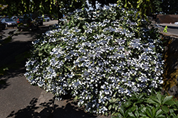 Variegated Bigleaf Hydrangea (Hydrangea macrophylla 'Variegata') at A Very Successful Garden Center