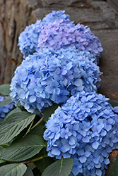 Blue Enchantress Hydrangea (Hydrangea macrophylla 'Monmar') at A Very Successful Garden Center