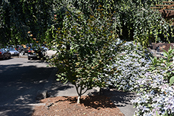 Plum Passion Vine Maple (Acer circinatum 'MonCir') at Stonegate Gardens