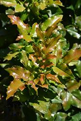Orange Flame Oregon Grape (Mahonia aquifolium 'Orange Flame') at Stonegate Gardens