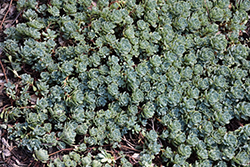 Gray Stonecrop (Sedum pachyclados) at A Very Successful Garden Center