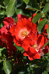 Caramba Shrub Rose (Rosa 'Tanabamar') at Stonegate Gardens