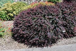 Royal Burgundy Japanese Barberry (Berberis thunbergii 'Gentry') at A Very Successful Garden Center