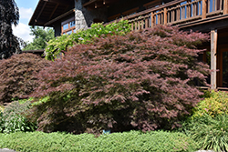 Ever Red Lace-Leaf Japanese Maple (Acer palmatum 'Ever Red') at A Very Successful Garden Center