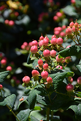 FloralBerry Pinot St. John's Wort (Hypericum x inodorum 'KOLPINOT') at A Very Successful Garden Center