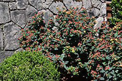 FloralBerry Sangria St. John's Wort (Hypericum x inodorum 'KOLSAN') at A Very Successful Garden Center