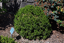 Wee Willie Boxwood (Buxus sinica 'Wee Willie') at A Very Successful Garden Center
