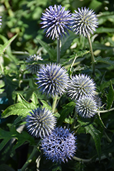 Veitch's Blue Globe Thistle (Echinops ritro 'Veitch's Blue') at Lakeshore Garden Centres