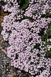 Lavender Deb Yarrow (Achillea millefolium 'Lavender Deb') at A Very Successful Garden Center