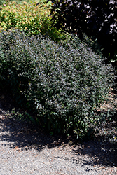 Prince Calico Aster (Symphyotrichum lateriflorum 'Prince') at A Very Successful Garden Center