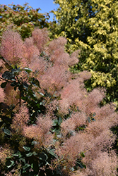 Magical Green Fountain Smoke Tree (Cotinus coggygria 'Kolcot') at Stonegate Gardens