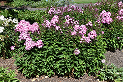 Volcano Pink with White Eye Garden Phlox (Phlox paniculata 'Barthirtyfive') at A Very Successful Garden Center