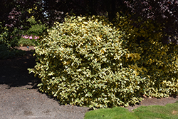 Gilt Edge Silverberry (Elaeagnus x ebbingei 'Gilt Edge') at Lakeshore Garden Centres