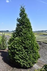 Tiny Tower Arborvitae (Thuja 'MonRig') at A Very Successful Garden Center