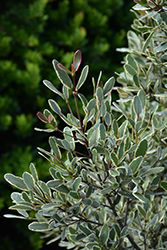 Spring Cream Variegated Tasmanian Leatherwood (Eucryphia lucida 'Spring Cream') at Lakeshore Garden Centres