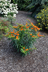 Gay Butterflies Butterfly Weed (Asclepias tuberosa 'Gay Butterflies') at Lakeshore Garden Centres