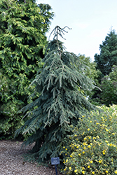 Well's Weeper Spruce (Picea glauca 'Well's Weeper') at A Very Successful Garden Center