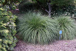 Hameln Dwarf Fountain Grass (Pennisetum alopecuroides 'Hameln') at Stonegate Gardens