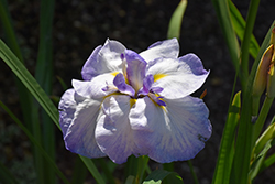 Butterflies In Flight Japanese Iris (Iris ensata 'Butterflies In Flight') at A Very Successful Garden Center