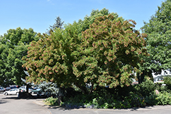 Red Rhapsody Amur Maple (Acer ginnala 'Mondy') at A Very Successful Garden Center