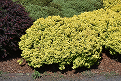 Golden Nugget Japanese Barberry (Berberis thunbergii 'Golden Nugget') at The Mustard Seed