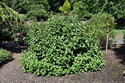 Isanti Dogwood (Cornus sericea 'Isanti') at A Very Successful Garden Center