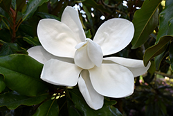 Timeless Beauty Magnolia (Magnolia grandiflora 'Monland') at Lakeshore Garden Centres