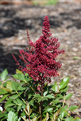 Red Sentinel Astilbe (Astilbe x arendsii 'Red Sentinel') at A Very Successful Garden Center