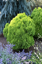 Morgan Oriental Arborvitae (Thuja orientalis 'Morgan') at Lakeshore Garden Centres