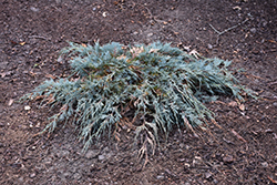Burly Blue Juniper (Juniperus scopulorum 'MonOliver') at Lakeshore Garden Centres