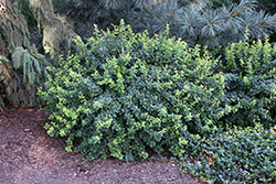Green Hornet  Barberry (Berberis thunbergii 'Grhozam') at A Very Successful Garden Center