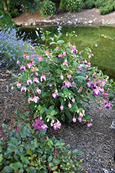 DebRon's Joan Lou Fuchsia (Fuchsia 'DebRon's Joan Lou') at A Very Successful Garden Center