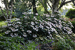 Midnight Duchess Hydrangea (Hydrangea macrophylla 'Midnight Duchess') at A Very Successful Garden Center