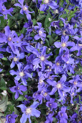 Sapphire Indigo Clematis (Clematis 'Sapphire Indigo') at A Very Successful Garden Center
