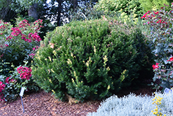 Huber's Tawny Gold Spreading Yew (Taxus x media 'Huber's Tawny Gold') at Lakeshore Garden Centres