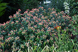 FloralBerry Rosé St. John's Wort (Hypericum x inodorum 'KOLROS') at A Very Successful Garden Center