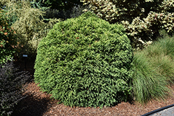 Dwarf Globe Japanese Cedar (Cryptomeria japonica 'Globosa Nana') at A Very Successful Garden Center
