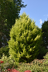 Donard Gold Monterey Cypress (Cupressus macrocarpa 'Donard Gold') at A Very Successful Garden Center
