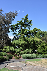 Deodar Cedar (Cedrus deodara) at Stonegate Gardens