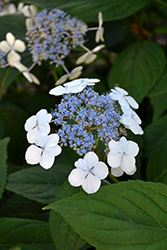 Bluebird Hydrangea (Hydrangea serrata 'Bluebird') at A Very Successful Garden Center