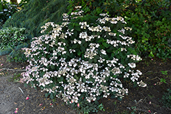 Beni Gaku Hydrangea (Hydrangea serrata 'Beni Gaku') at A Very Successful Garden Center