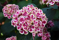 Buttons 'N Bows Hydrangea (Hydrangea macrophylla 'Buttons 'N Bows') at A Very Successful Garden Center