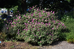 Red Rum Tree Mallow (Lavatera 'Red Rum') at Lakeshore Garden Centres