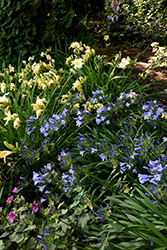 Blue Leap Agapanthus (Agapanthus 'Blue Leap') at A Very Successful Garden Center