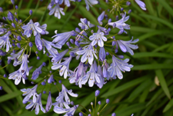 Queen Anne Agapanthus (Agapanthus africanus 'Queen Anne') at A Very Successful Garden Center