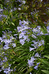 African Lily (Agapanthus africanus) at Stonegate Gardens